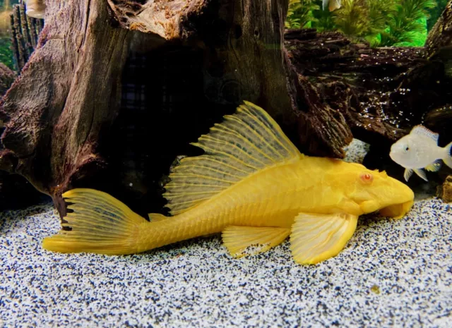 Gold Suckermouth Catfish Hypostomus Plecostomus Golden Pleco