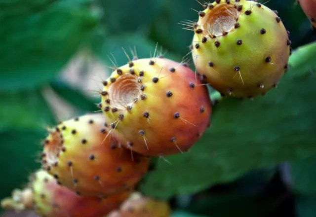 100 Graines de Figuier de Barbarie, Opuntia ficus-indica seeds