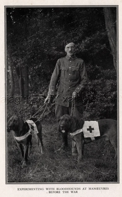 DOG Bloodhound Tracking War Dogs with Major Richardson, Rare Print Antique Print