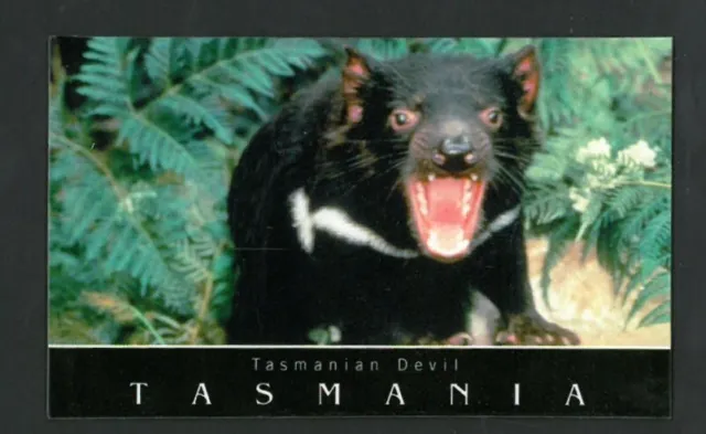 Tasmanian Devil Roaring Fridge Magnet