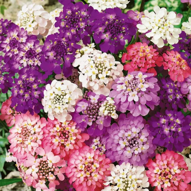 Candytuft "Dwarf Fairyland Mixed" seeds x 50 with sowing info, Sow April- May🌱