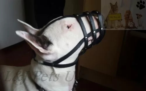 Light Leather Dog Muzzle for English Bull Terrier and other similar snout