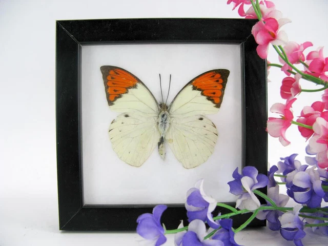Great Orange Tip - beautiful real butterfly prepared - framed- museum quality