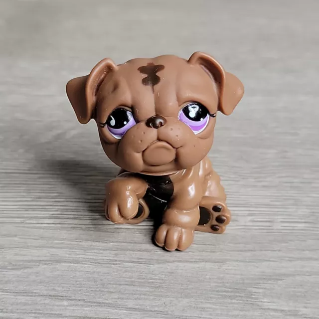 LPS Littlest Pet Shop #881 Brown English Bulldog Purple Eyes