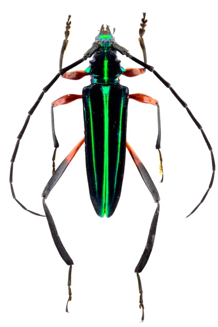Cerambycidae Sp. Jul488  30Mm (Body) Colombia Leticia