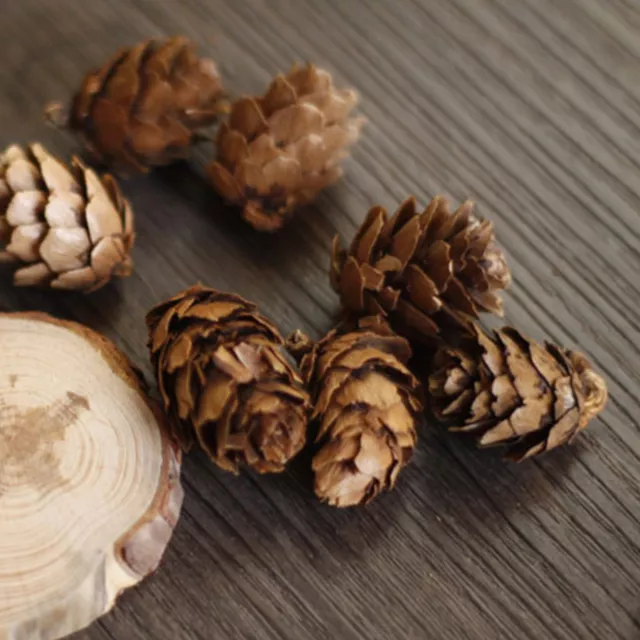 Ornament Natural Solid Pinecones Wooden Slices Decor Set Wood Craft