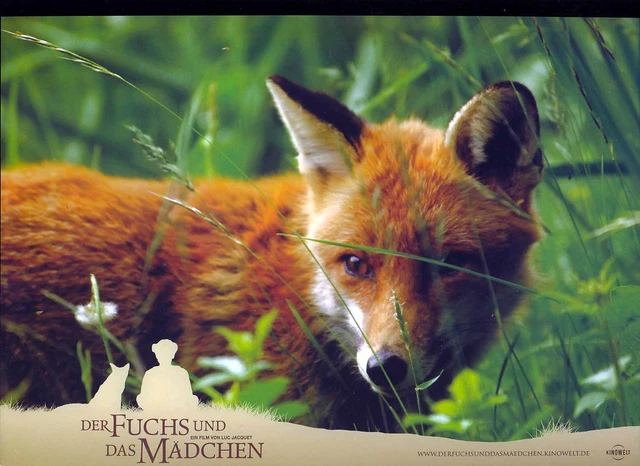 DER FUCHS UND der Mädchen - Aushangfoto A4 21x29cm - 8 Stück-G1 EUR 32 ...