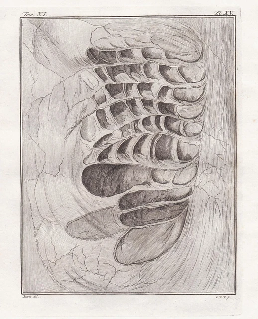 DROMEDARY DROMADAIRE ANATOMY Anatomie Gravure Engraving Buffon 1780 EUR dromedary-dromadaire-anatomy-anatomie-gravure-engraving-buffon-1780-eur