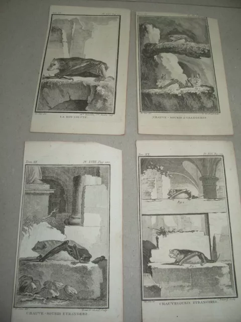 4 gravures CHAUVES SOURIS  dessinés de SEVE gravés par Baron etc 18ème