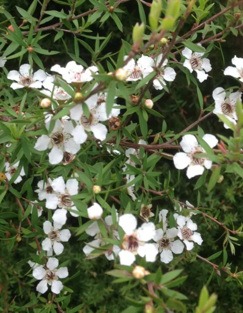 White Manuka - 500 seeds - Leptospermum scoparium - from New Zealand