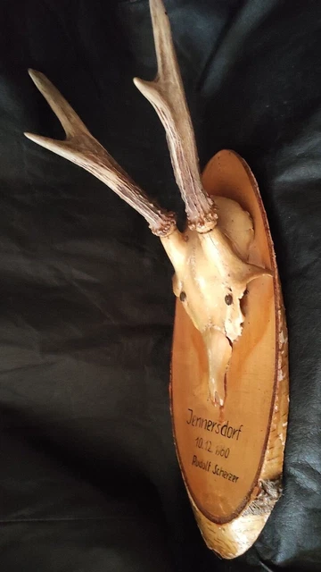 TETE DE CERF Naturalisee Trophee De Chasse Taxidermie Bois De Cerf EUR