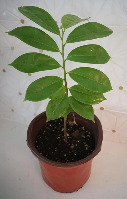 LIVE SOURSOP TREE Guanábana 12''  Tropical Fruit Trees In Pot FREE SHIPPING