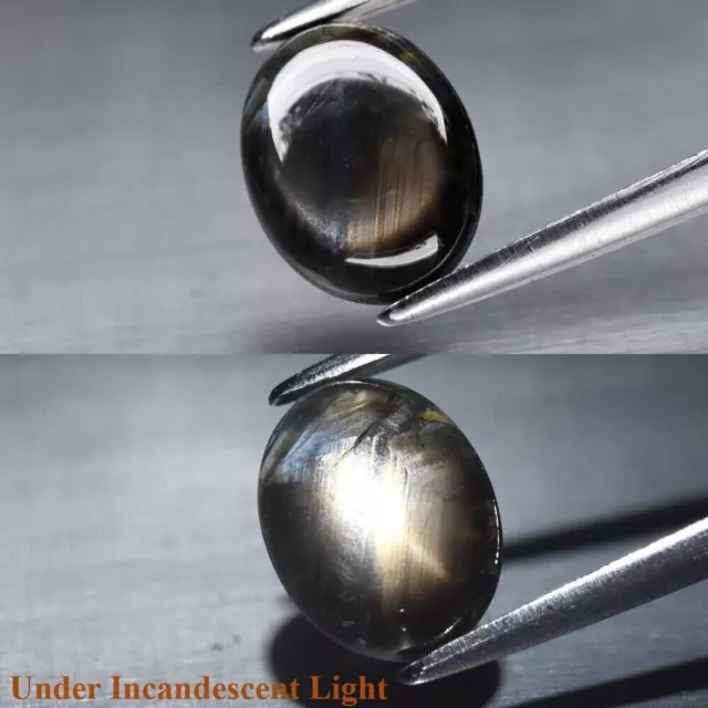 1.50ct Oval Cabochon Black-Blue 6 Ray Star Sapphire Natural Unheated Thailand