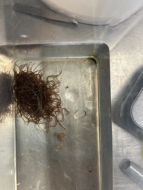 Live Blackworms Super Fish Food Freshwater Aquarium Worm 100+ Count CLEAN
