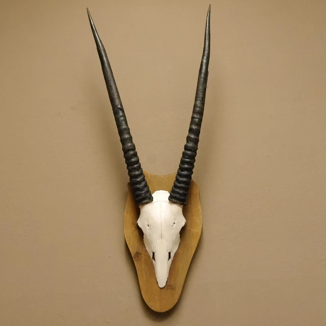 Orix Vintage Antílope Gacela Gemsbok África Trofeo de Calavera Hl 76 CM Escudo