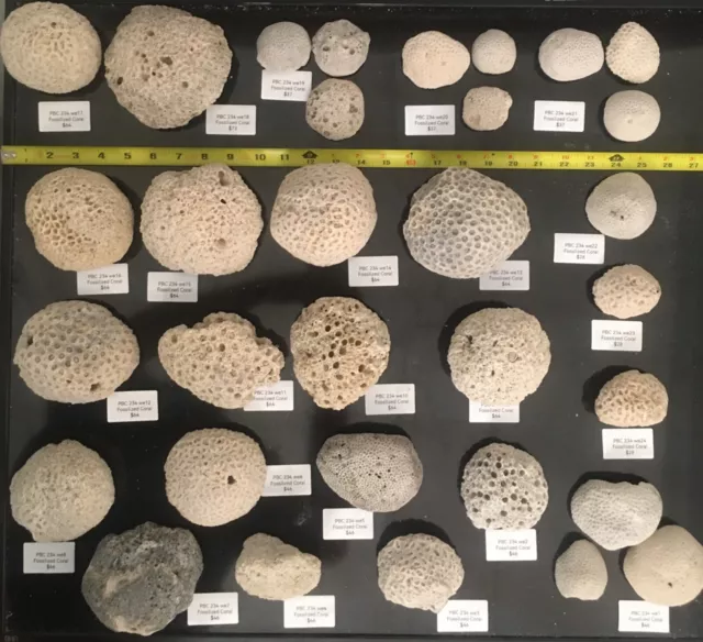 Each is priced separately-Sea Corals Fossils - Brain - Rose from $19 to $300