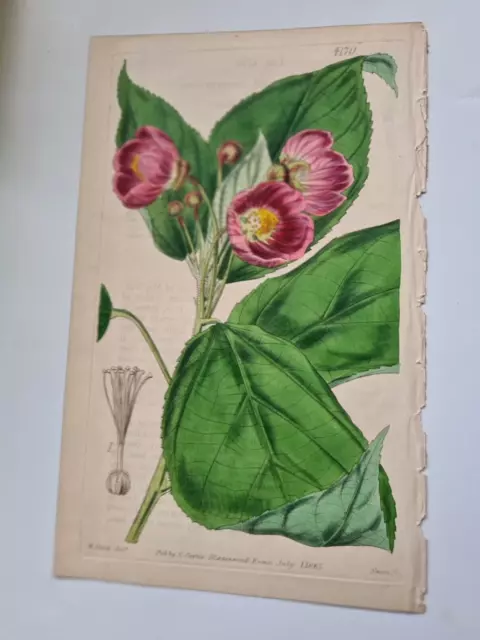 Altcolorierter Kupferstich  Curtis 1845 Blumenmotiv V. Top