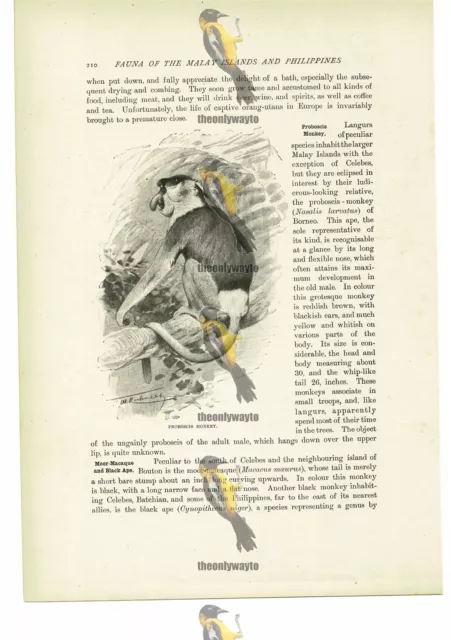 Proboscis Monkey, Animal Book Illustration (Print), c1916