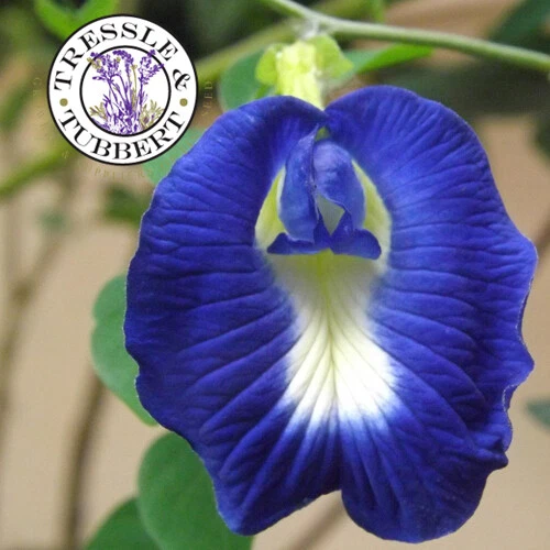 Tamburo Freno Posteriore FA Italia Per Vespa PX - Ricambio Originale - Foto 8