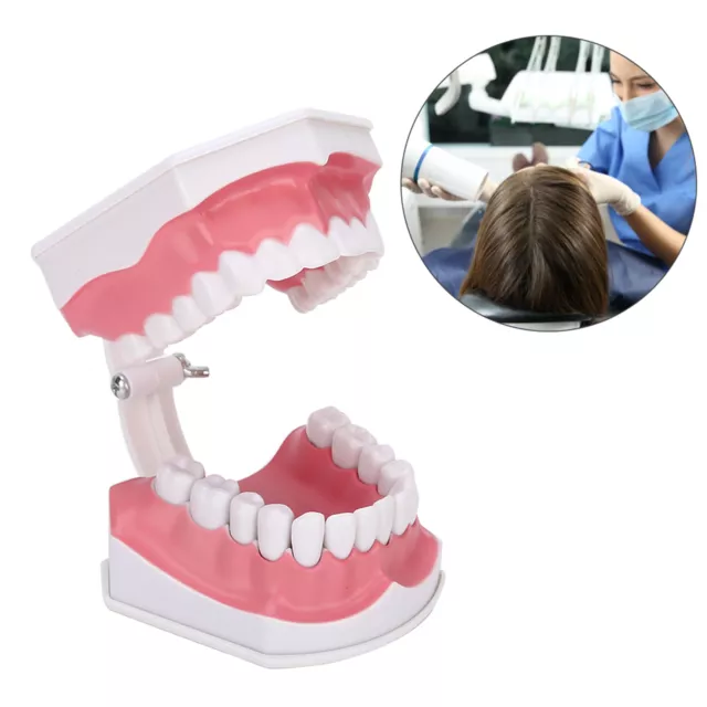 Zahnmodell Studieren Standard Dental Teeth Teaching Cavity Demonstration Mit OBM 2