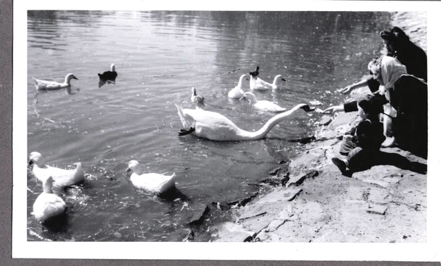 Photograph Osborne Womens/Girls/Boys Park Ducks Geese Fashion Colorado Old Photo