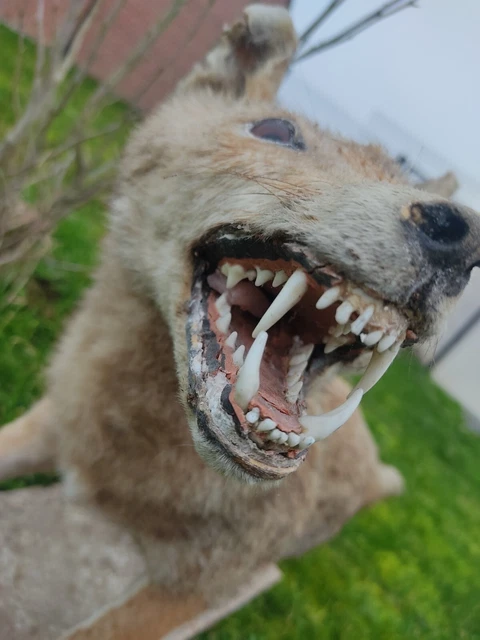 Renard Empaillé Avec Pie – Taxidermie – Excellent état