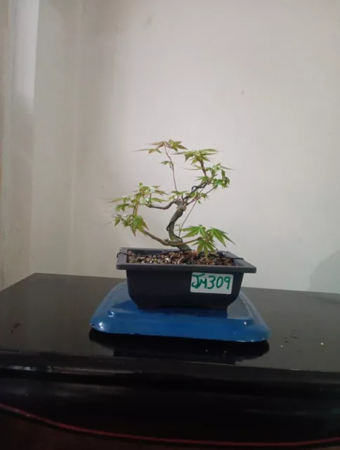 japanese maple bonsai tree