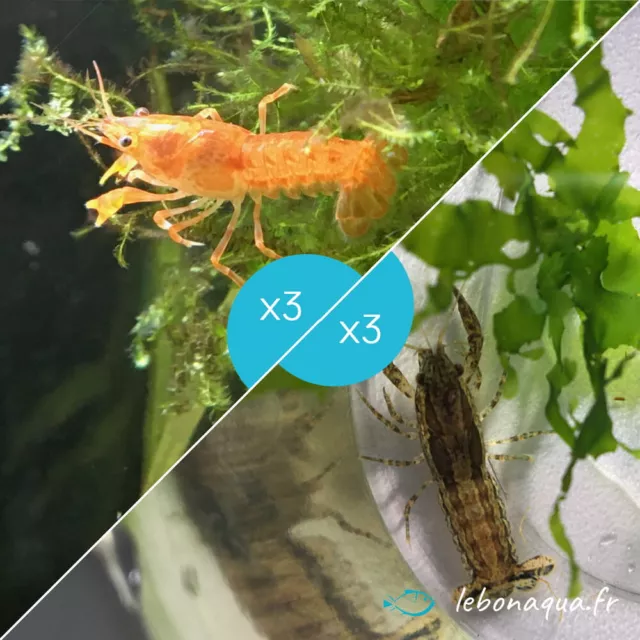 Lot de 6 Écrevisses Naines : 3 Orange CPO + 3 Blue Mini - lebonaqua