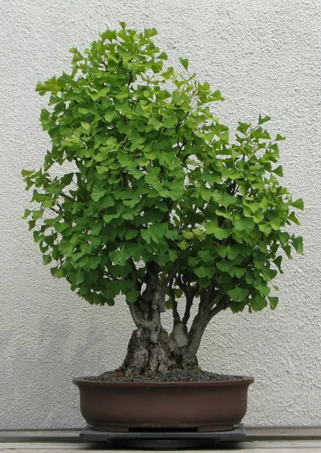 10 Semillas De Ginkgo Biloba, Eje Para Forty ECU, Bonsai