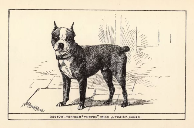 Antique Boston Terrier Print 1912 Moore Boston Terrier  Wall Art Decor 4913b