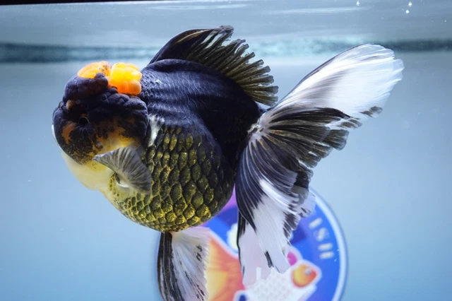 Live Fancy Goldfish Jumbo Red/Black Rosetail Oranda Female