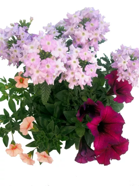 Balkonpflanzen Set trio "Velvet Phantom" - Drei Blütenfarben in einem Topf