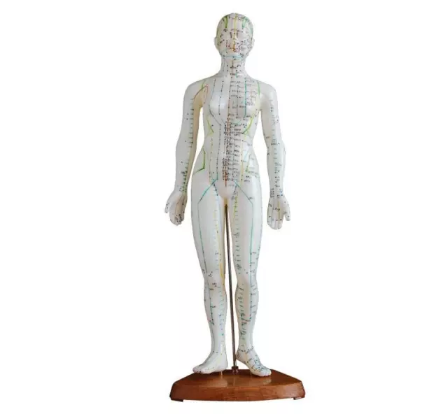 Acupuntura Modelo 48cm Mujer Acupuntura Modelo 48cm Mujer