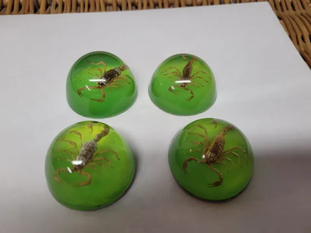4 green insect cabochon Golden scorpion 2" round  / r3 d12