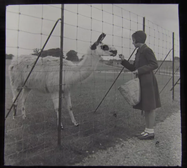 Glass Magic lantern Slide WHIPSNADE FEEDING THE LLAMA 1930'S BEDFORDSHIRE