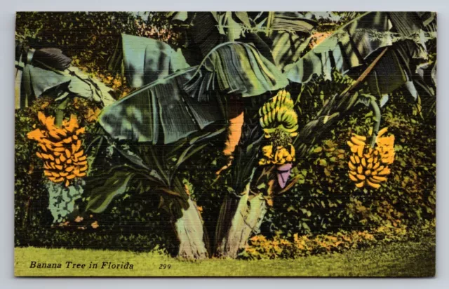 Banana Tree In Florida Vintage Linen Unposted Postcard