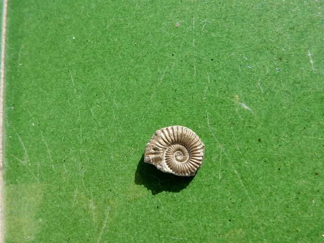 Fosiles Ammonite " Bonito Crucilobiceras  Pirit. Charmouth(Inglaterra) - 11B22 "