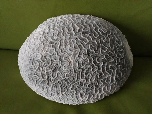 NATURAL BRAIN CORAL HUGE Fossil Ocean Fish Aquarium Decor 10"x7" 5 lbs NATURAL BRAIN CORAL HUGE Fossil Ocean Fish Aquarium Decor 10"x7" 5 lbs