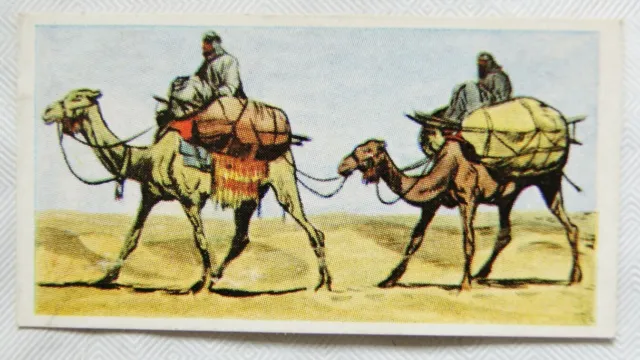 1961 Cooper's Tea card Transport through the ages No. 8 The Camel