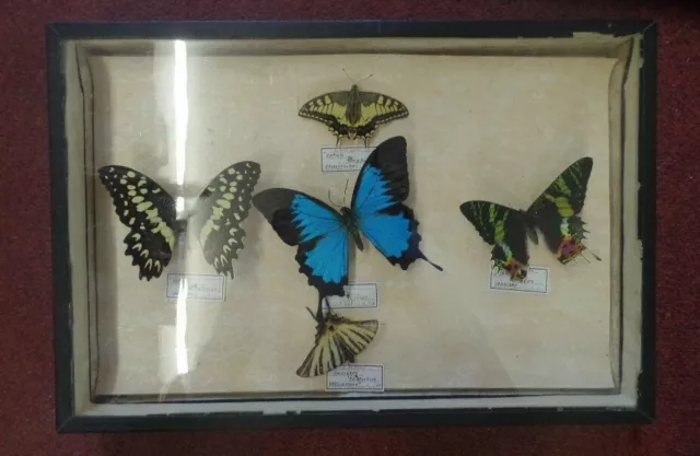 Boîtes d'entomologie, collection de papillons