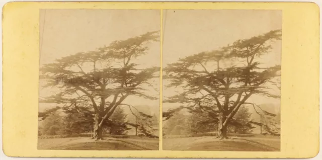 LIBAN The Cedar of Lebanon Tree c1865 Vintage Stereo Photo Albumin