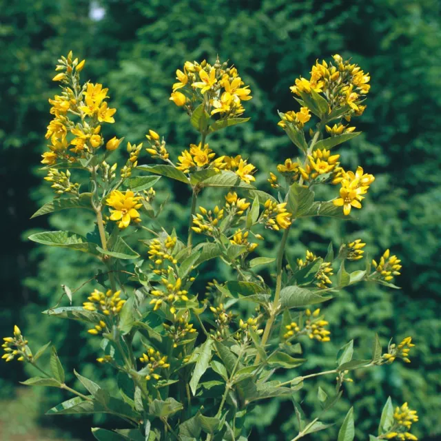 Lysimachia vulgaris P 0,5 Gewöhnlicher Gilbweiderich