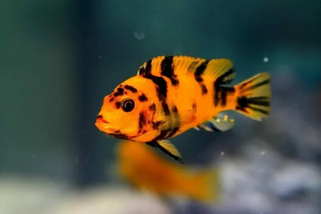 COLORFUL RED BLOTCH AFRICAN CICHLID  (Pack of 2 Juvenile Fish UNSEXED )