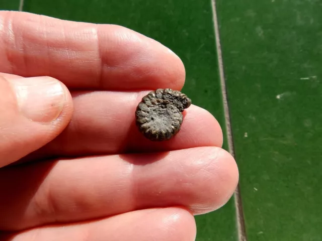 Fosiles Ammonite " Bonito Promicroceras  Pirit. Charmouth (Inglaterra) - 12C22 "