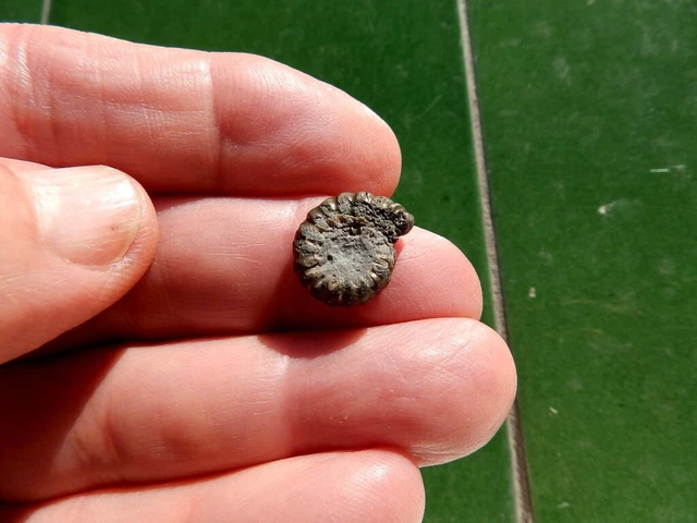 Fosiles Ammonite " Bonito Promicroceras  Pirit. Charmouth (Inglaterra) - 12C22 "