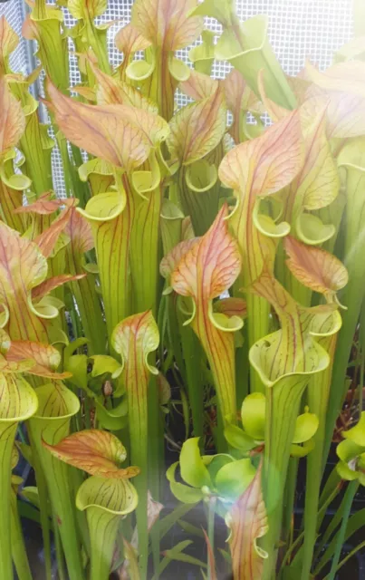 Sarracenia Flava var Cuprea cv 'Copper Lid'