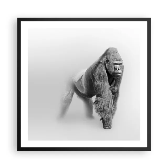 Affiche Poster 60x60cm Tableaux Image Photo orang-outan animal Wall Art