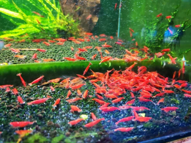 10+1 Fire Red Cherry - Freshwater Neocaridina Aquarium Shrimp. Live Guarantee