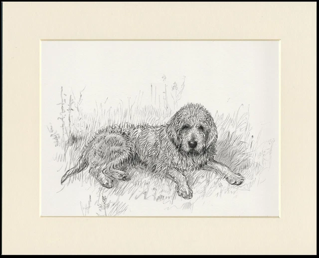 Otterhound 1938 Dog Sketch Mounted Print By  Kf Barker
