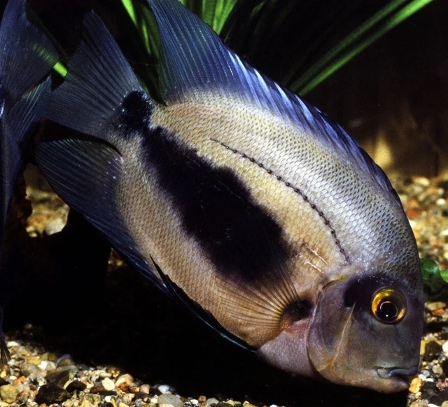 Uaru Cichlid